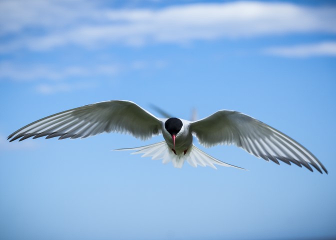 arctic tern flying