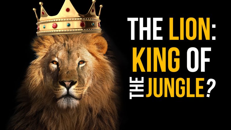 The Lion King Of The Jungle David Rives David Rives Ministries
