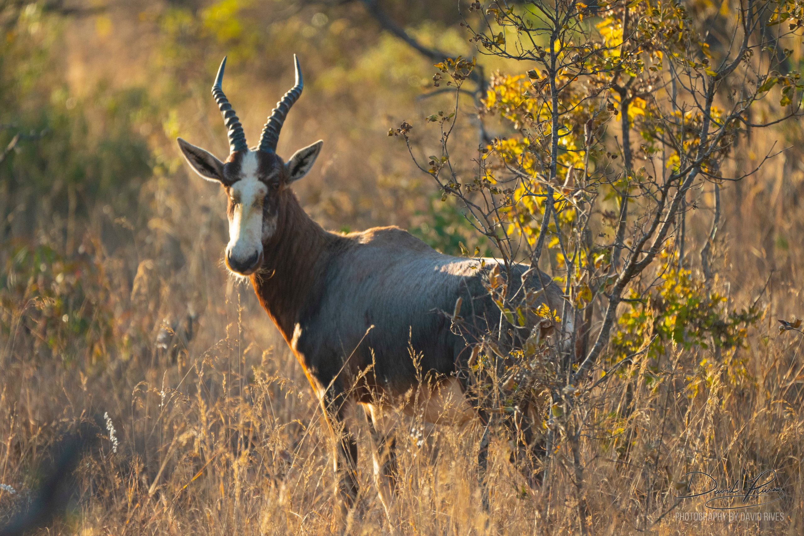 South AFRICA photo safari and creation tour with david rives – african ...